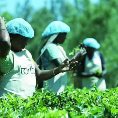 GRILL 4.5 (Offline ERP Solution for TEA Industry)